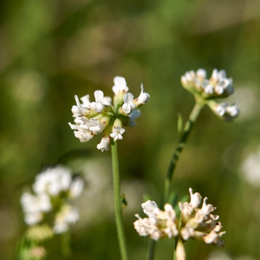 Dorycnium (_Dorycnium spp. – now under Lotus genus)