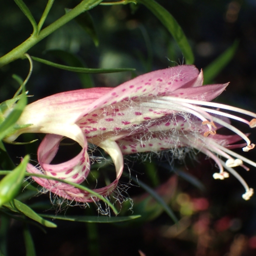 Eremophila (Eremophila spp. – Emu Bush)