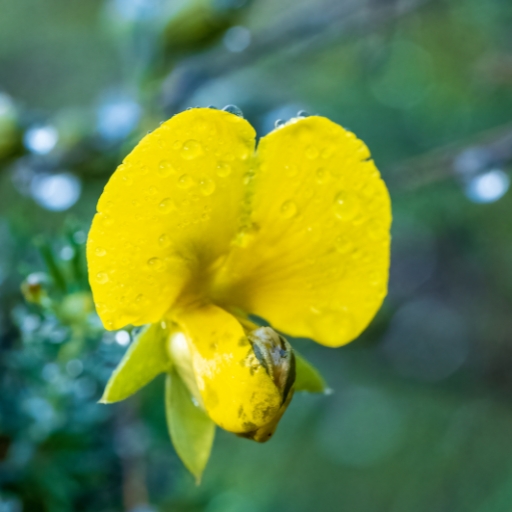 Golden Glory Pea (Gompholobium latifolium)