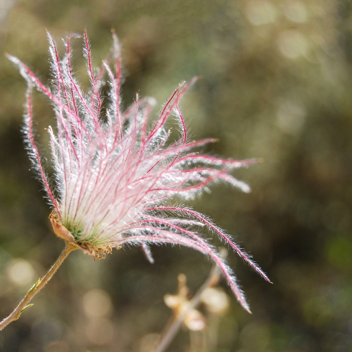Prairie Smoke (Geum triflorum)