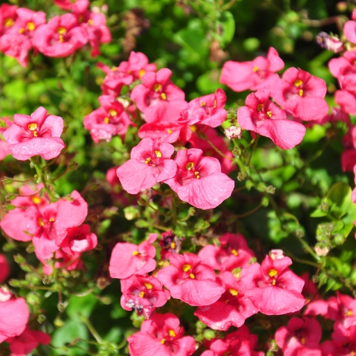 Twinspur (Diascia barberae)