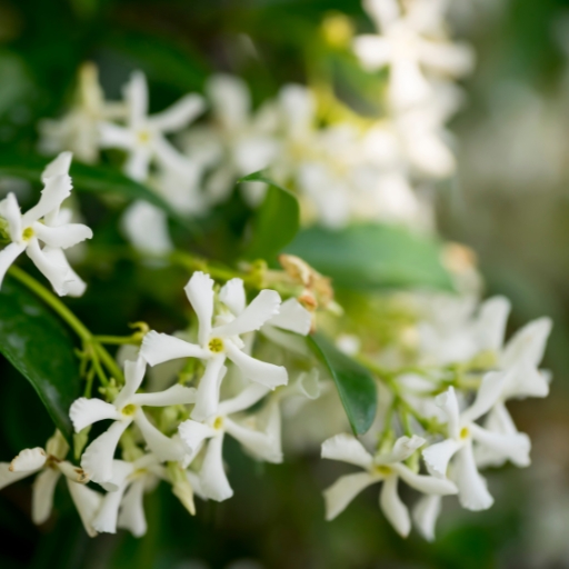 White Star Jasmine (Trachelospermum jasminoides)