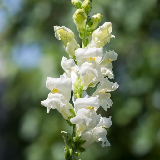 Antirrhinum (Snapdragon)