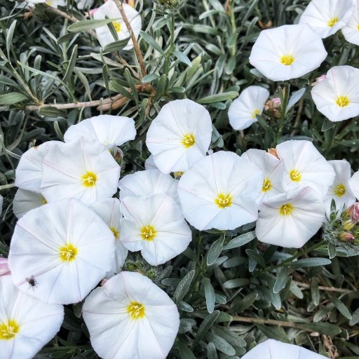 Bush Morning Glory