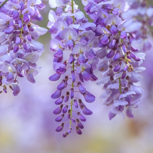 Chinese Wisteria