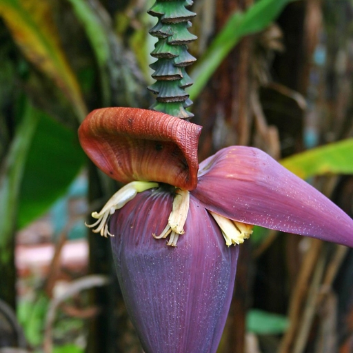 Ensete (Ensete ventricosum – Flowering banana relative)