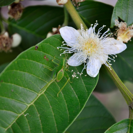 Guava Flower (Psidium guajava)