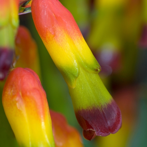 Lachenalia (Lachenalia aloides – Cape Cowslip)