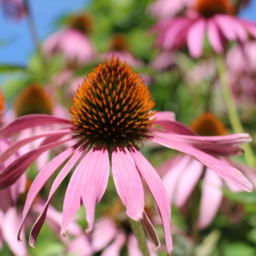 Pale Purple Coneflower (Echinacea pallida)