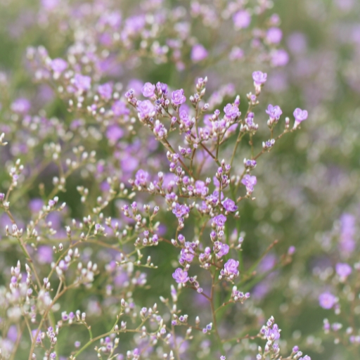 Sea Lavender (Limonium latifolium)