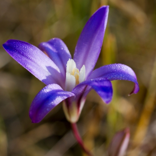 Triplet Lily (Brodiaea spp.)