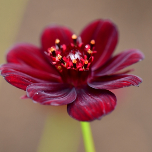Chocolate Cosmos