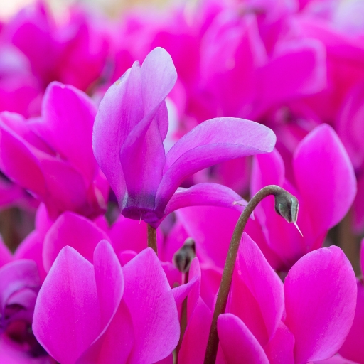 Persian Cyclamen (Cyclamen persicum)
