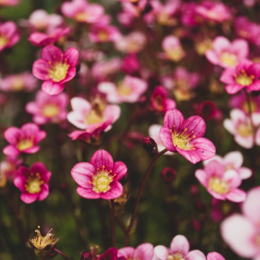 Saxifraga (Saxifraga spp. – Rockfoil)