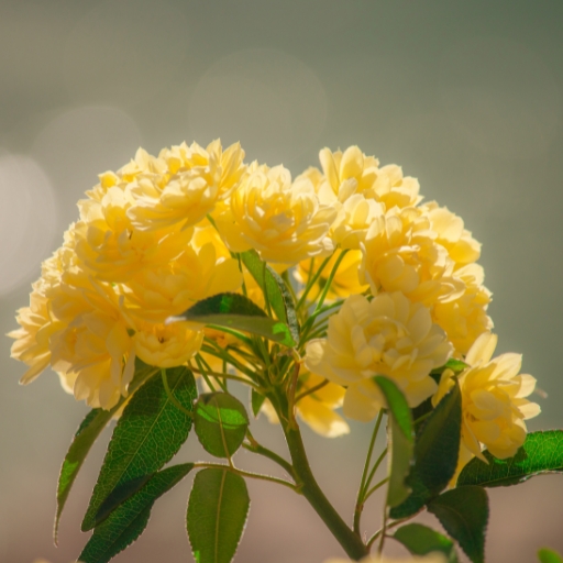 Thornless Rose (Rosa banksiae)
