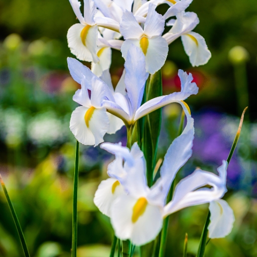 White Dutch Iris (Iris × hollandica ‘White’)