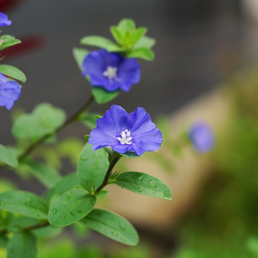 Blue Daze (Evolvulus)