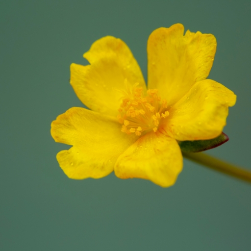 Cinquefoil (Potentilla)