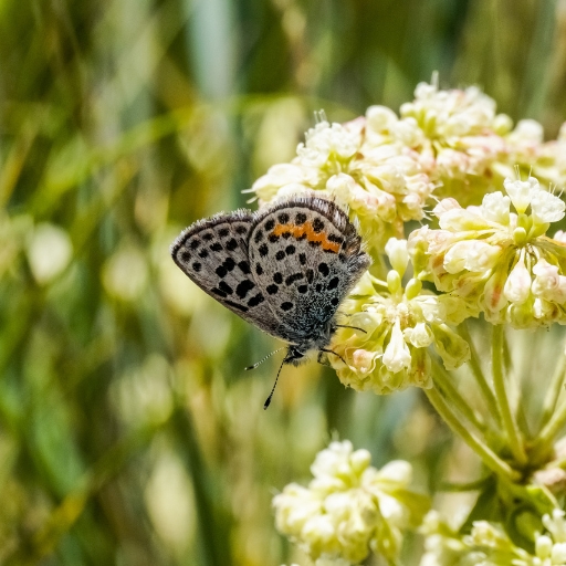 Eriogonum (Eriogonum umbellatum – Sulphur Buckwheat)