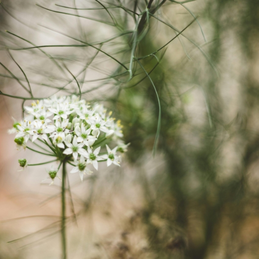 Garlic Chive Flower (Allium tuberosum)
