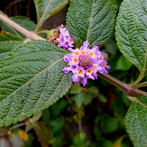 Lippia (Lippia nodiflora – Frogfruit)
