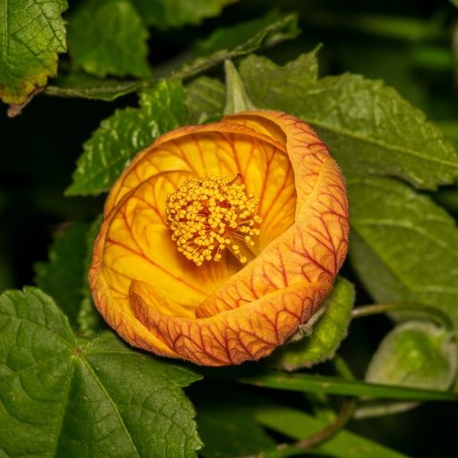 Painted Abutilon (Abutilon pictum)