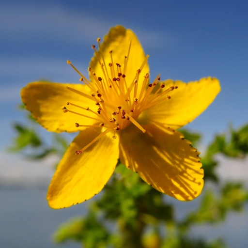 St. John's Wort (Hypericum perforatum)
