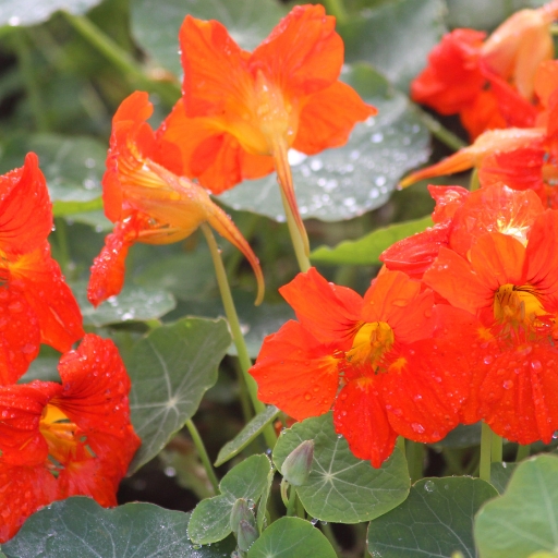 Trailing Nasturtium (Tropaeolum majus)
