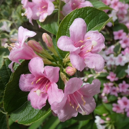 Weigela Bloom (Weigela florida)