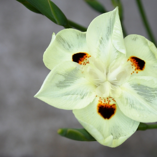 Bicolor Iris