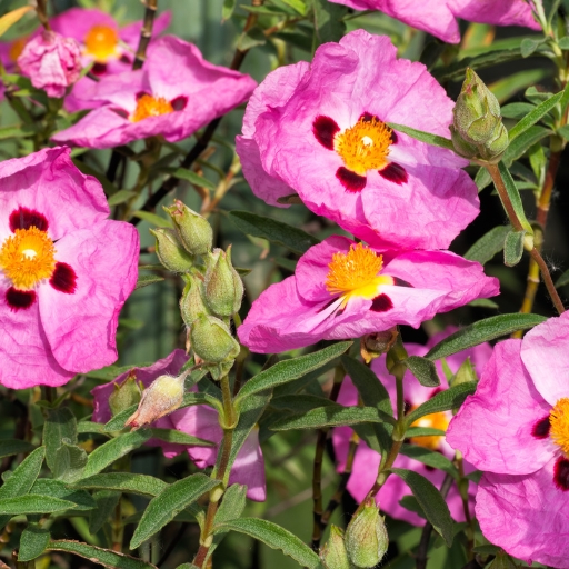 Cistus (Rock Rose)