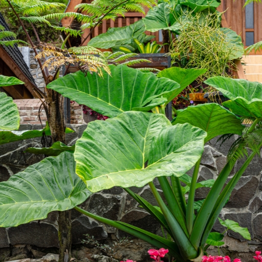 Giant Taro Flower (Alocasia macrorrhiza)