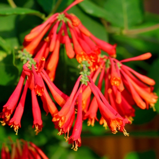 Lonicera sempervirens (Coral Honeysuckle)