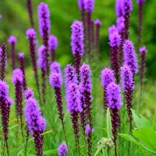 Prairie Blazing Star (Liatris pycnostachya)