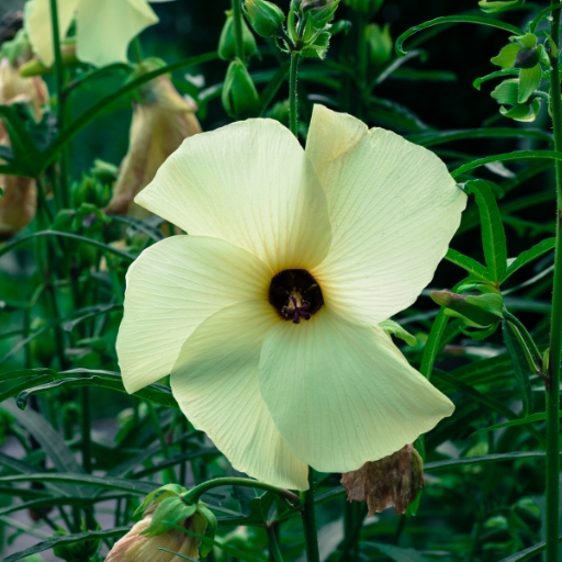 Sunset Hibiscus (Abelmoschus manihot)