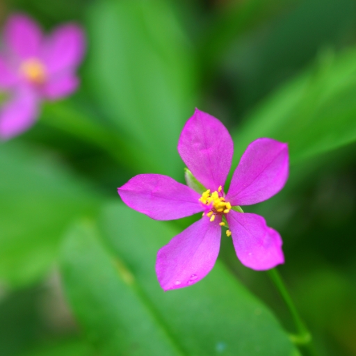 Talinum (Talinum paniculatum – Fameflower)