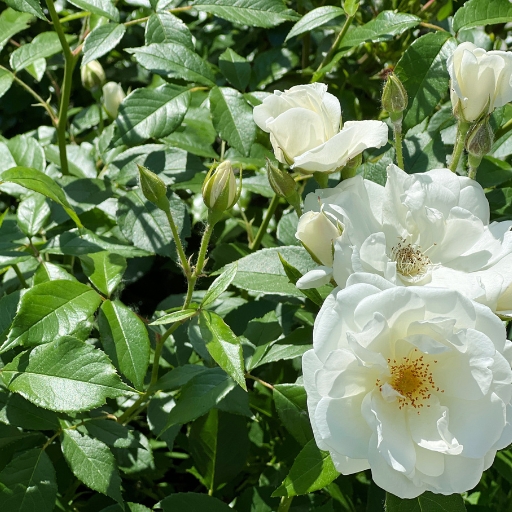 White Rose of York (Rosa × alba)