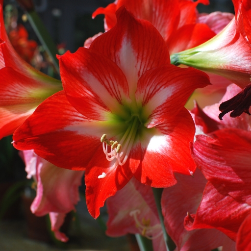 Amaryllis