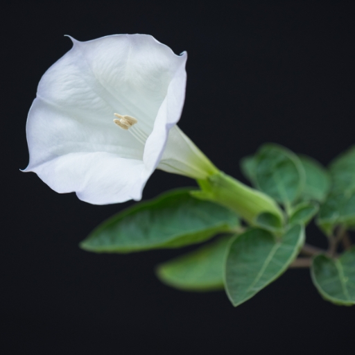 Datura (Datura spp.)