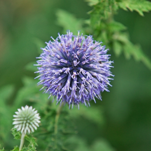 Echinops (Echinops ritro – Globe Thistle)
