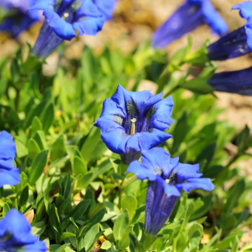 Gentian (Gentiana spp.)