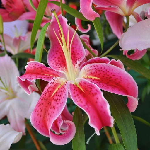 Lily (Lilium spp.)