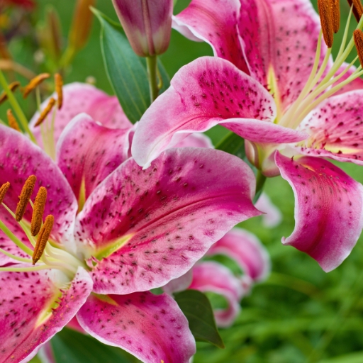 Oriental Lily (Lilium orientalis)