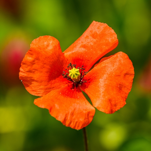 Poppy (Papaver spp.)