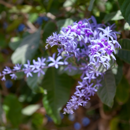 Queen’s Wreath (Petrea volubilis)