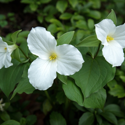 Trillium (Trillium grandiflorum)