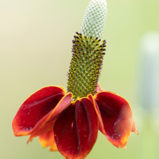 Upright Prairie Coneflower (Ratibida columnifera)