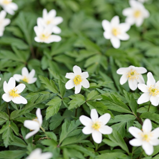Wood Anemone (Anemone nemorosa)