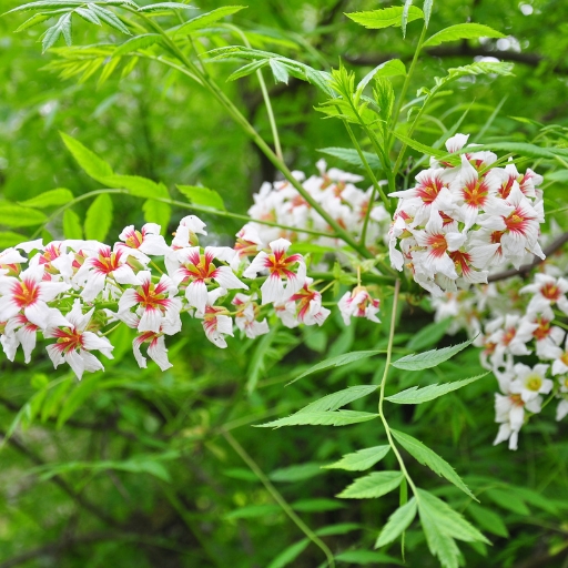 Xanthoceras (Xanthoceras sorbifolium – Yellowhorn)