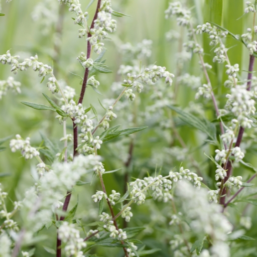 Artemisia (when in bloom)